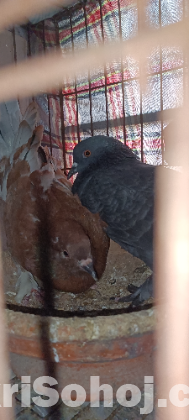 Desi raj golla kobutor